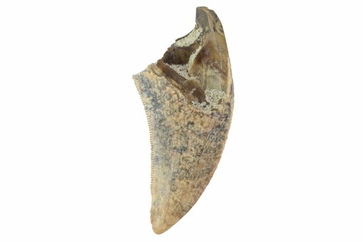 Serrated, Tyrannosaur Tooth - Judith River Formation, Montana #93726